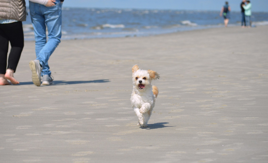 vacances avec son chien