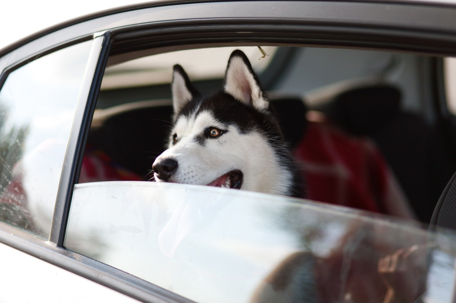 vacances avec son chien